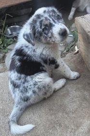 BORDER COLLIE HEELER PUPPIES