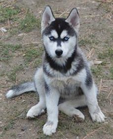 FOUR BEAUTIFUL SIBERIAN HUSKY PUPPIES AVAILABLE