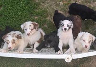 PUREBRED AUSSIE PUPPIES