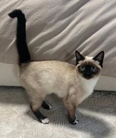 RAGDOLL/ SIAMESE MIX