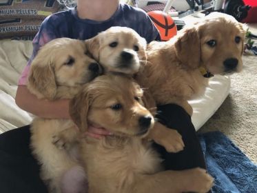 AKC GOLDEN RETRIEVERS