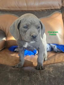PUREBRED CANE CORSO PUPPIES