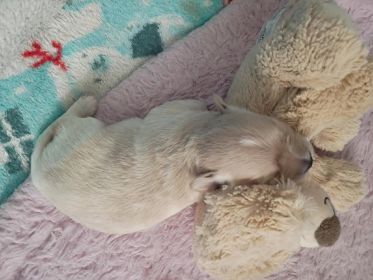 YORKIE/ POMCHI CROSS