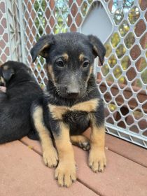 SEVEN SWEET PLAYFUL PUPPIES
