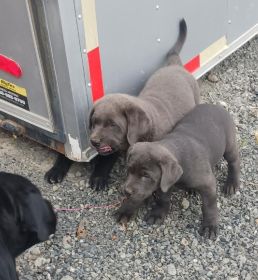 LAB PUPPIES 