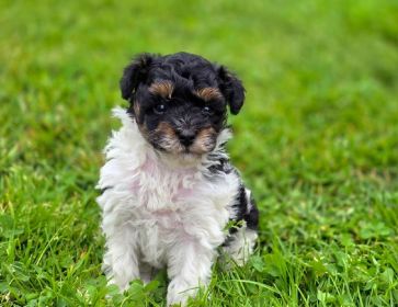 AKC MINIATURE POODLE PUPPIES