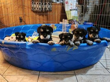 AKC REG. MINI SCHNAUZER PUPPIES