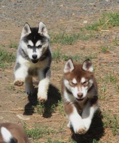 10 HUSKY PUPPIES