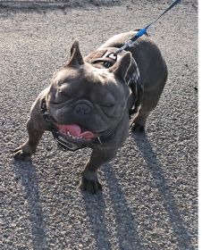 FRENCH BULLDOG MALE