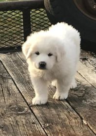 PUREBRED GREAT PYRENEES PUPPIES COMING SOON!
