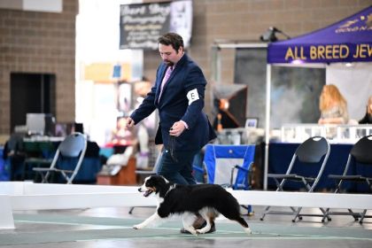 AKC REG. MINIATURE AMERICAN SHEPHERD PUPPIES