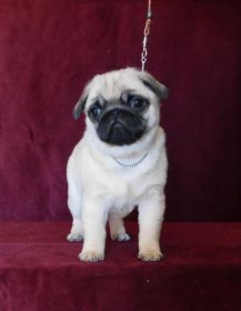 10 WEEK OLD AKC PUG PUPPIES