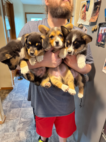 MALE CORGI PUPPIES 