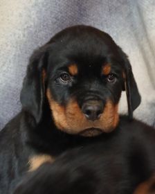 AKC ROTTWEILER PUPPIES