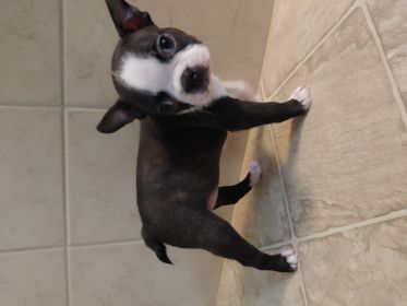 BOSTON TERRIER PUPPIES