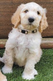 ADORABLE F1B GOLDENDOODLE