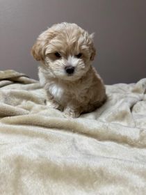 MALTIPOO PUPPIES