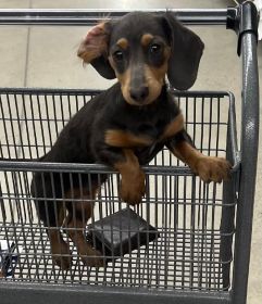 MINI DACHSHUND PUPPIES