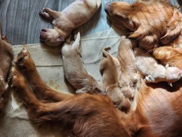 AKC REG. GOLDEN RETRIEVER PUPPIES