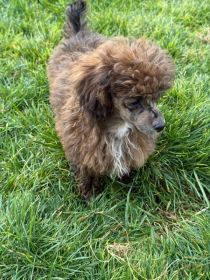 TOY MINI POODLES