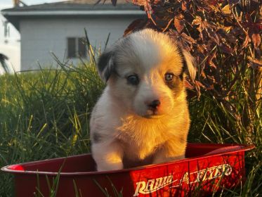 CORGI PUPPIES