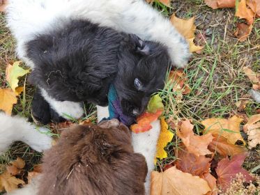 NEWFOUNDLAND PUPPIES