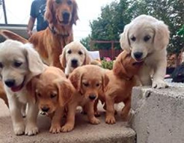 AKC GOLDEN RETRIEVERS