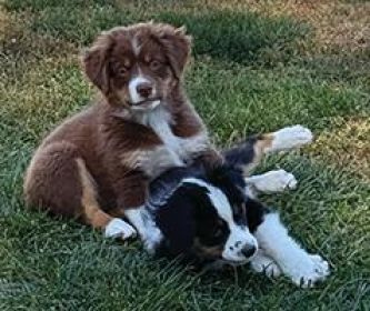 AKC MINI AMERICAN SHEPHERD PUPPIES