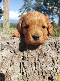 CAVAPOO PUPPIES