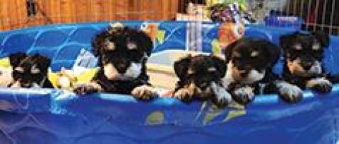 AKC REG. MINI SCHNAUZER PUPPIES