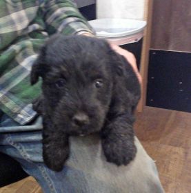 AKC SCOTTISH TERRIER PUPPIES