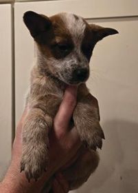 HEELER PUPPIES, FANTASTIC FAMILY DOGS