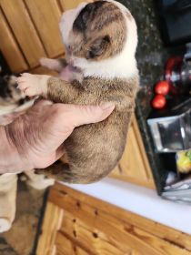 AKC ENGLISH BULLDOG PUPPIES