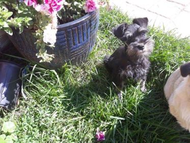 AKC REG. MINI SCHNAUZER MALE PUPPY