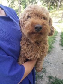 CAVAPOO PUPPIES