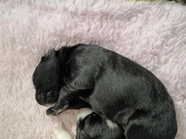 YORKIE/ POMCHI CROSS