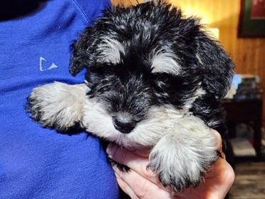 AKC REG. MINI SCHNAUZER PUPPIES