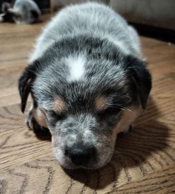 PUREBRED BLUE HEELERS