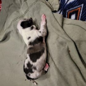 3/4 CORGI, 1/4 MINI AUSSIE PUPPIES 
