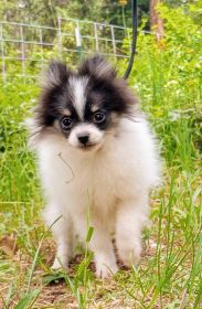 BEAUTIFUL CKC REGISTERED POMERANIAN PUPPIES!