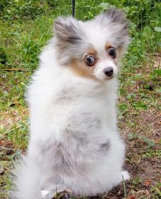 BEAUTIFUL CKC REGISTERED POMERANIAN PUPPIES!