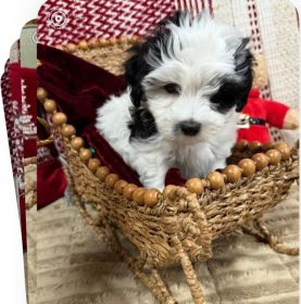 COTON DE TULEAR, TWO LEFT!