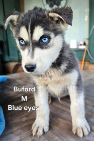 PUREBRED HUSKY PUPPIES 10 WEEKS OLD