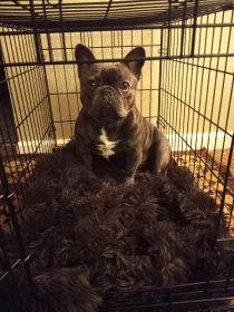 AKC MALE FRENCH BULLDOG