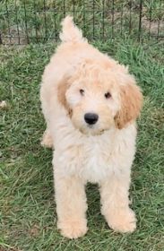 HARD TO FIND SOFT COATED WHEATENS & WHOODLES