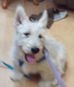 AKC REG. SCOTTISH TERRIER PUPPIES