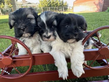 HAVANESE PUREBRED