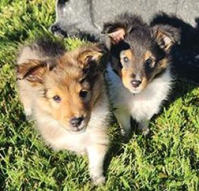 SHETLAND SHEEPDOG PUPPIES