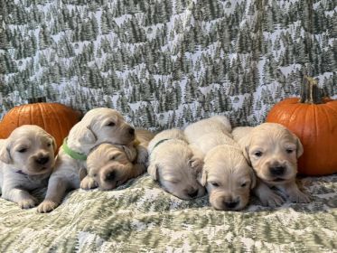 GOLDEN RETRIEVER PUPPIES