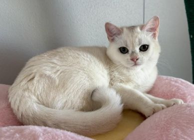 BRITISH MALE & FEMALE CATS & KITTENS